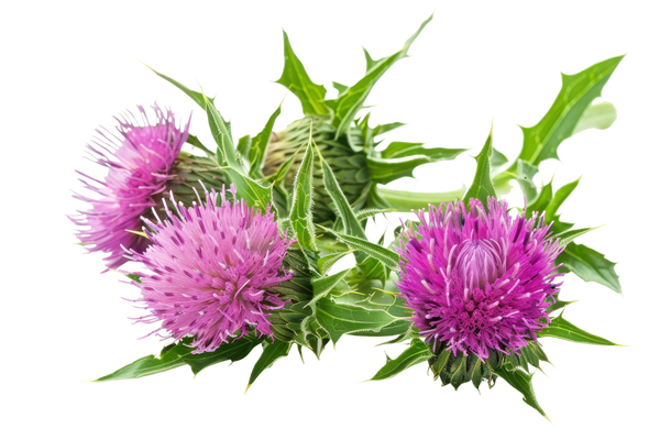 Milk Thistle