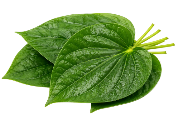 Betel Leaf