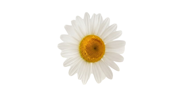 Chamomile
