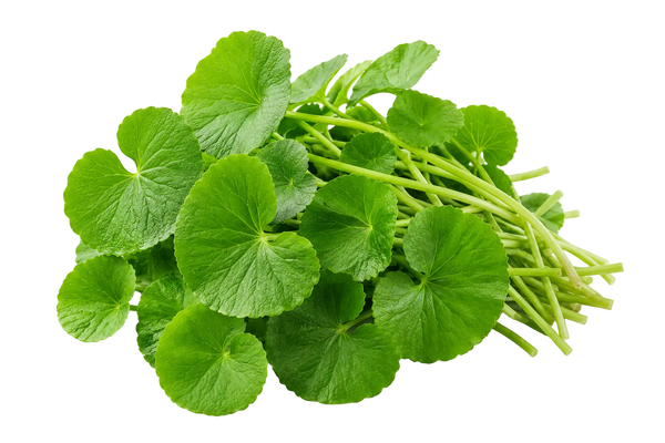 Gotu Kola