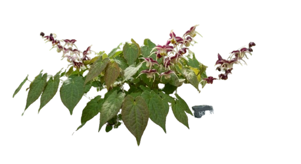 Horny Goat Weed