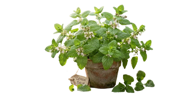 Lemon Balm