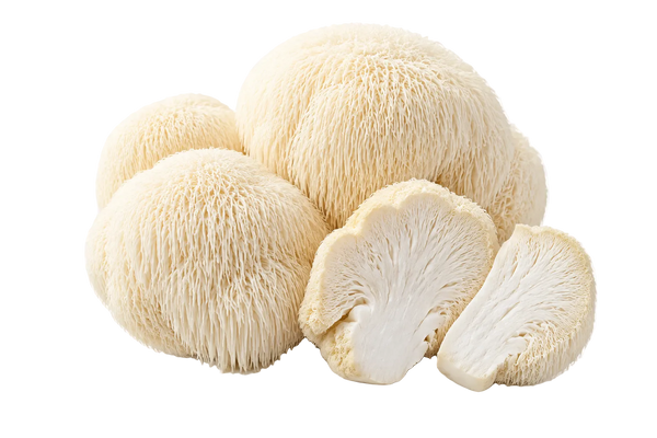 Lion’s Mane