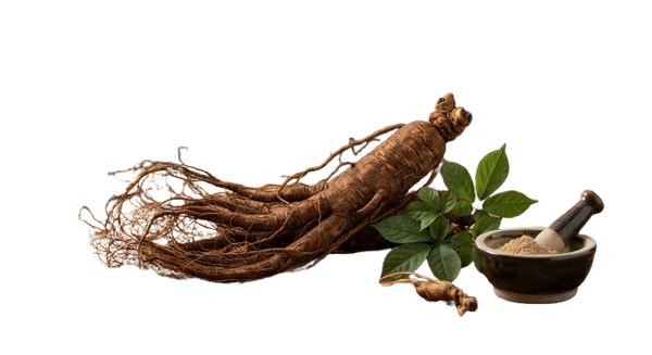 Panax Ginseng