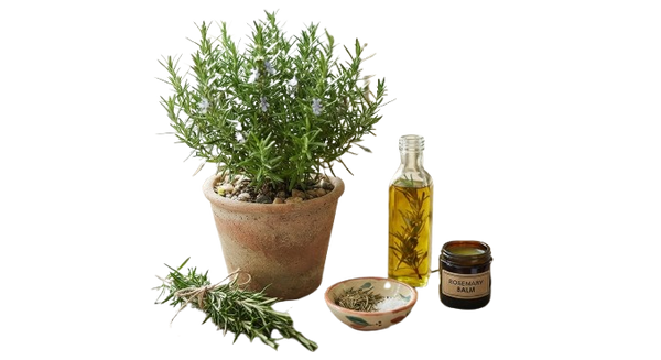 Rosemary